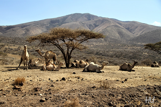 Develer dinleniyor, Tanzanya  -  Fotoğraf: Halil Uğur 