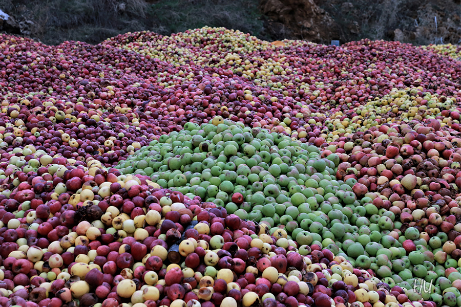Bazı insanlarda ne çok elma var  - Fotoğraf: Halil Uğur 