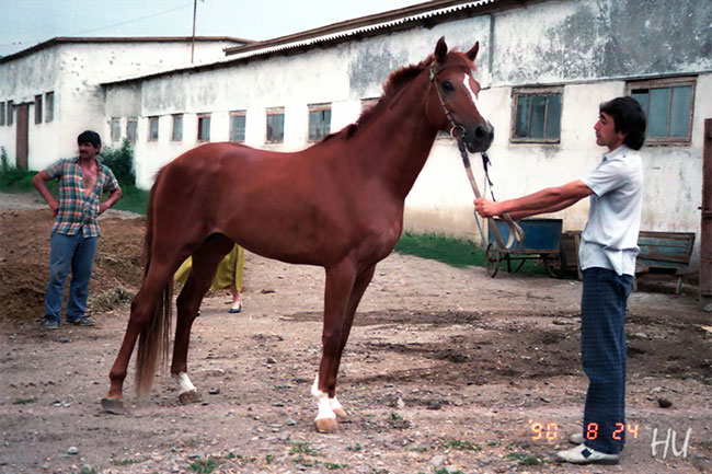Türkmen Atı, Ahal Teke, Aşgabad, 1991 yılı   Fotoğraf: Halil Uğur 