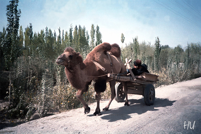 Deve Taksi, Kaşgar, Uygur Bölgesi, 1984 yılı   Fotoğraf: Halil Uğur