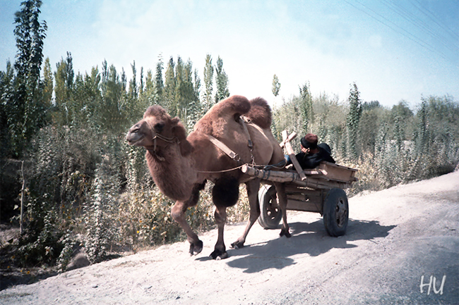 Deve Taksi, Uygur Bölgesi , Çin, 1984 yılı    Fotoğraf: Halil Uğur 