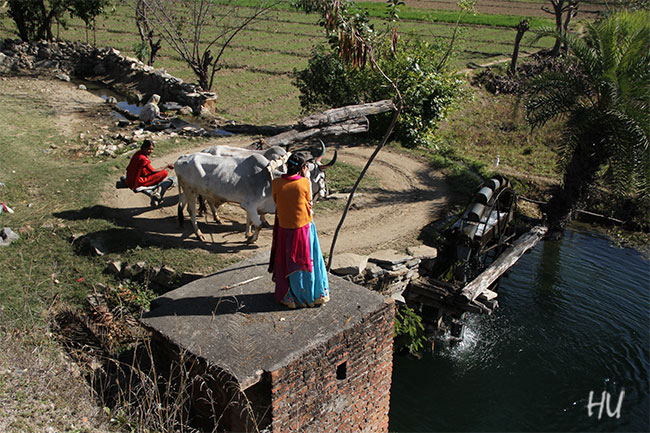 Kanaldan Tarlaya Su Çekmek, Hindistan     Fotoğraf: Halil Uğur