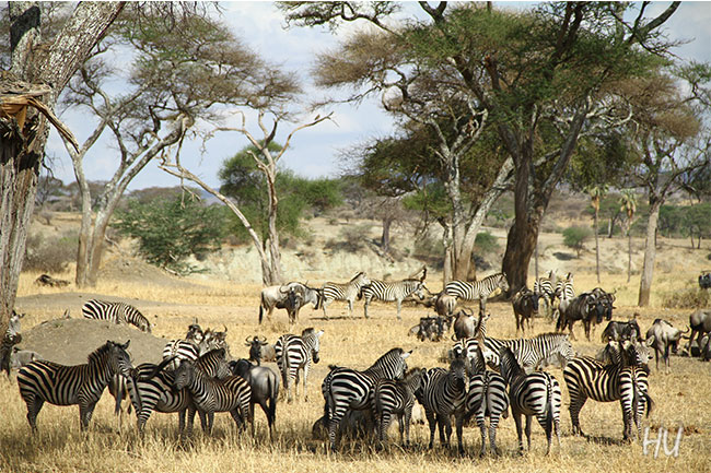 Doğa, Serengeti, Tanzanya       Fotoğraf: Halil Uğur
