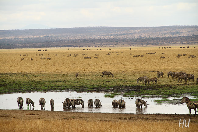 Doğa, Serengeti, Tanzanya       Fotoğraf: Halil Uğur