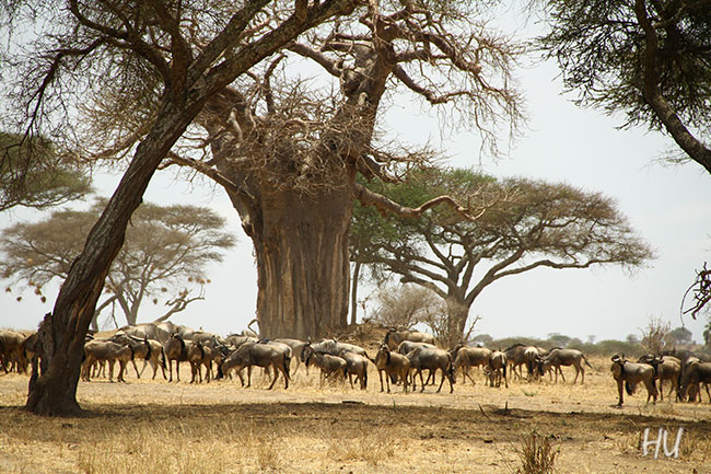 Doğa, Serengeti, Tanzanya    -   Fotoğraf: Halil Uğur