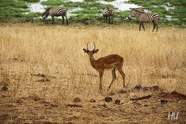 Doğa, Serengeti, Tanzanya    -   Fotoğraf: Halil Uğur