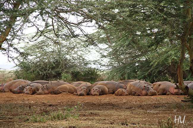 Yatan Hipopotamlar, Serengeti, Tanzanya    -   Fotoğraf: Halil Uğur