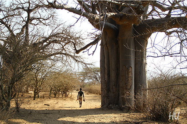 Bir insan, bir ağaç, Tanzanya   -  Fotoğraf: Halil Uğur