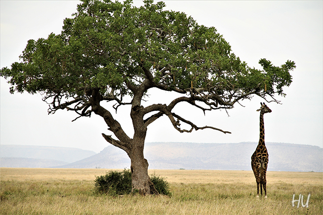 Zürafanın boyunu geçip yenmekten kurtulmuş, Tanzanya - Fotoğraf: Halil Uğur