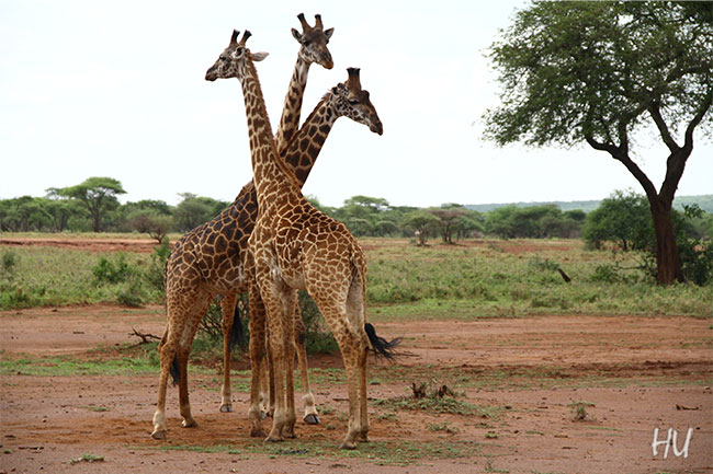 Bir demet zürafa, Tanzanya  -  Fotoğraf: Halil Uğur