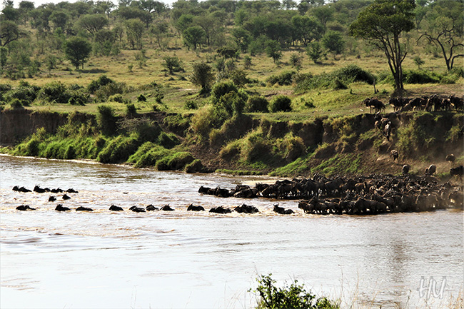 Timsah korkusu,  Tanzanya  -  Fotoğraf: Halil Uğur