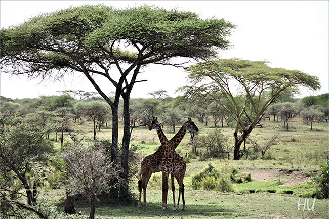 Zürafadan uzun ağaçlar, Tanzanya - Fotoğraf: Halil Uğur 