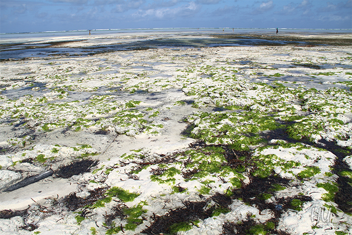 Deniz çekilince midye toplamak, Zanzibar       Fotoğraf: Halil Uğur