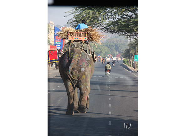 Trafik kurallarına uyduğun surece şeklin önemli değil,  Hindistan    -    Fotoğraf: Halil Uğur 