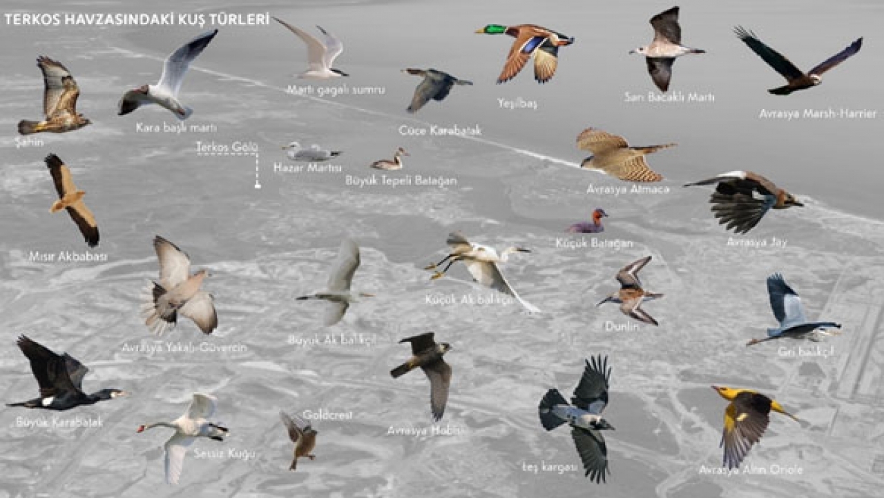 Terkos Gölü Kuş Türleri ve Kuş Göç Yolu İlişkisi