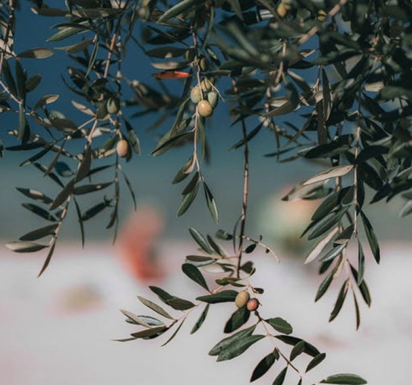 Zeytin Hasadına Dair... Kamil Karataş - Ziraat Yük. Müh.